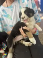 Mako, a male Border Collie for sale in Chula Vista, CA – Photo 9 of 10