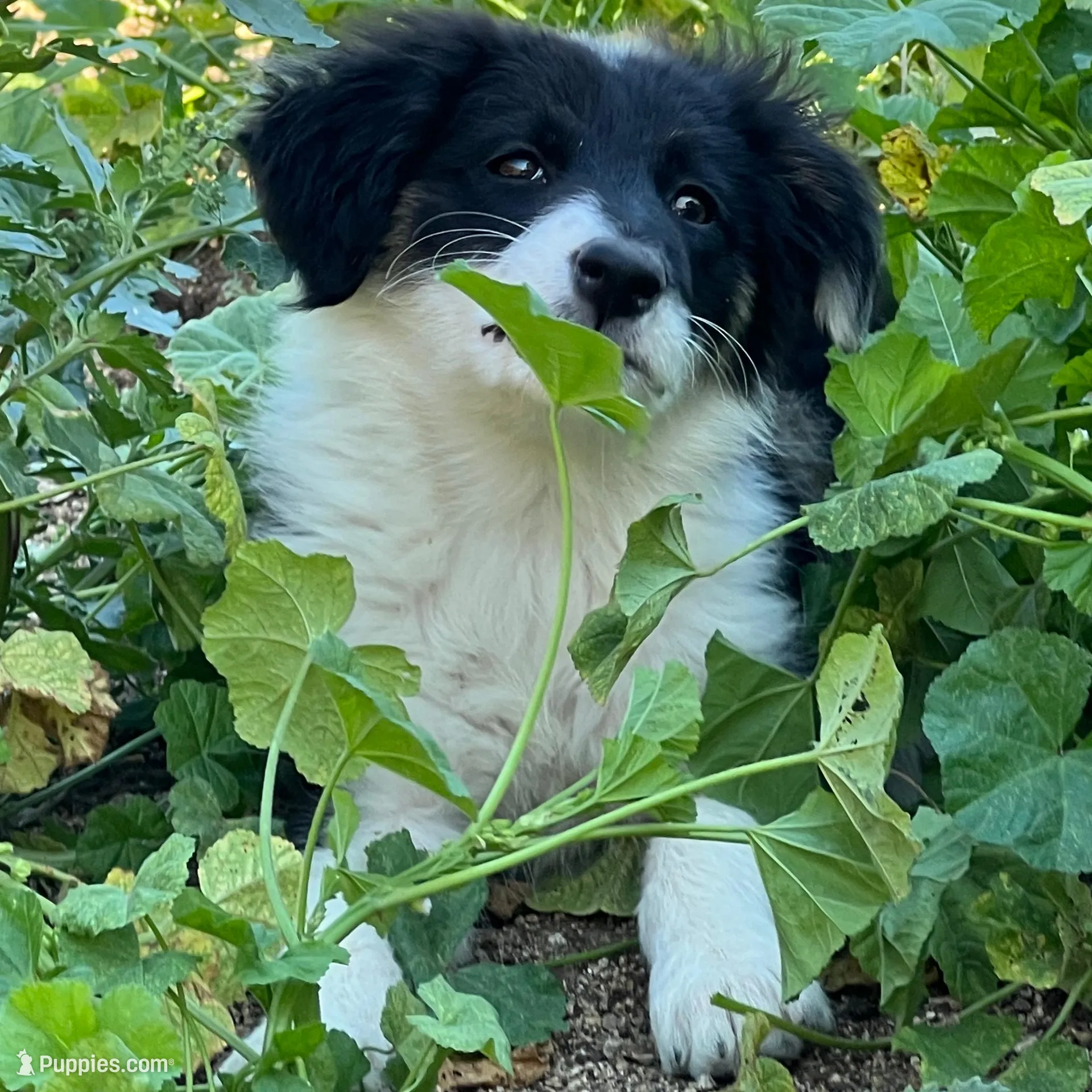 Bonnie – Border Collie puppy for sale in Chula Vista, CA