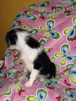 Bonnie, a female Border Collie for sale in Chula Vista, CA – Photo 9 of 10