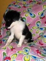 Bonnie, a female Border Collie for sale in Chula Vista, CA – Photo 6 of 10