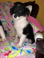Bonnie, a female Border Collie for sale in Chula Vista, CA – Photo 4 of 10