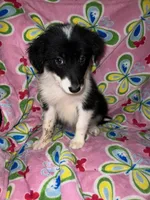 Bonnie, a female Border Collie for sale in Chula Vista, CA – Photo 8 of 10