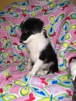 Bonnie, a female Border Collie for sale in Chula Vista, CA – Photo 1 of 10