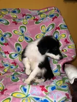 Bonnie, a female Border Collie for sale in Chula Vista, CA – Photo 7 of 10