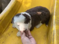 Brownie, a male Border Collie for sale in Chula Vista, CA – Photo 3 of 10