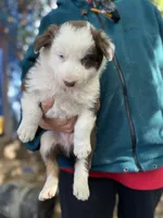Brownie, a male Border Collie for sale in Chula Vista, CA – Photo 9 of 10