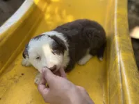 Brownie, a male Border Collie for sale in Chula Vista, CA – Photo 2 of 10