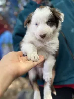 Brownie, a male Border Collie for sale in Chula Vista, CA – Photo 1 of 10