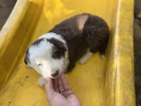 Brownie, a male Border Collie for sale in Chula Vista, CA – Photo 6 of 10