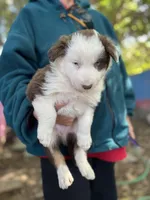 Brownie, a male Border Collie for sale in Chula Vista, CA – Photo 8 of 10