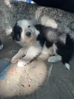 Iroh, a male Border Collie for sale in Chula Vista, CA – Photo 1 of 10