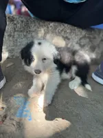 Iroh, a male Border Collie for sale in Chula Vista, CA – Photo 7 of 10