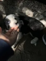 Iroh, a male Border Collie for sale in Chula Vista, CA – Photo 2 of 10