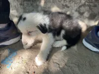 Iroh, a male Border Collie for sale in Chula Vista, CA – Photo 10 of 10