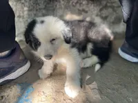 Iroh, a male Border Collie for sale in Chula Vista, CA – Photo 8 of 10