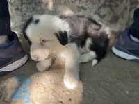 Iroh, a male Border Collie for sale in Chula Vista, CA – Photo 5 of 10