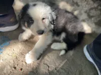 Iroh, a male Border Collie for sale in Chula Vista, CA – Photo 4 of 10