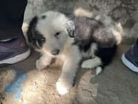 Iroh, a male Border Collie for sale in Chula Vista, CA – Photo 6 of 10