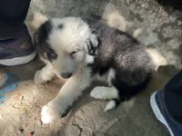 Iroh, a male Border Collie for sale in Chula Vista, CA – Photo 9 of 10