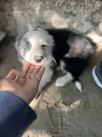 Iroh, a male Border Collie for sale in Chula Vista, CA – Photo 3 of 10