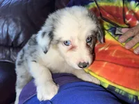 Zuko, a male Border Collie for sale in Chula Vista, CA – Photo 9 of 10