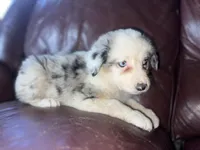 Zuko, a male Border Collie for sale in Chula Vista, CA – Photo 2 of 10