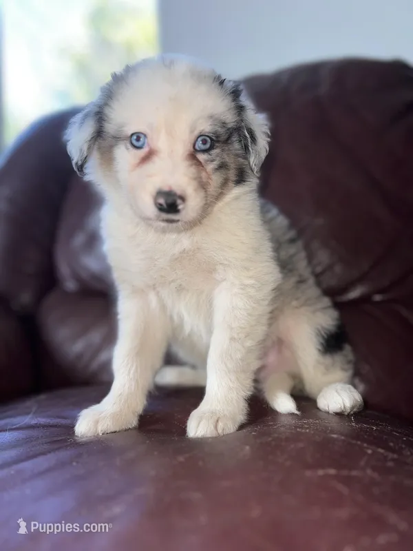 Zuko – Border Collie puppy for sale in Chula Vista, CA