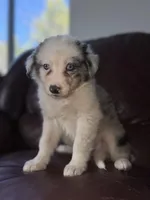Zuko, a male Border Collie for sale in Chula Vista, CA – Photo 5 of 10
