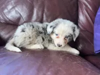 Zuko, a male Border Collie for sale in Chula Vista, CA – Photo 3 of 10