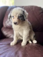 Zuko, a male Border Collie for sale in Chula Vista, CA – Photo 8 of 10