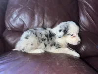 Zuko, a male Border Collie for sale in Chula Vista, CA – Photo 6 of 10