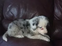 Zuko, a male Border Collie for sale in Chula Vista, CA – Photo 10 of 10