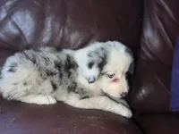 Zuko, a male Border Collie for sale in Chula Vista, CA – Photo 7 of 10