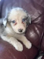 Zuko, a male Border Collie for sale in Chula Vista, CA – Photo 4 of 10