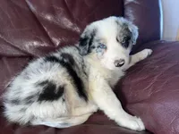 The boulder, a male Border Collie for sale in Chula Vista, CA – Photo 8 of 10