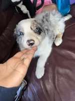 The boulder, a male Border Collie for sale in Chula Vista, CA – Photo 6 of 10
