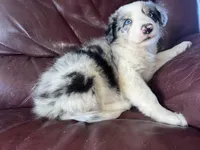 The boulder, a male Border Collie for sale in Chula Vista, CA – Photo 7 of 10