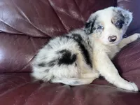 The boulder, a male Border Collie for sale in Chula Vista, CA – Photo 10 of 10