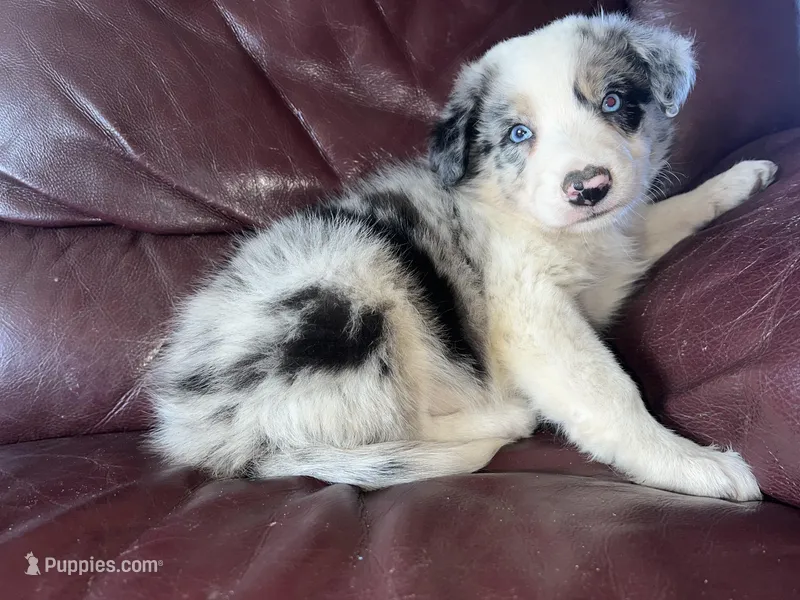 The boulder, a male Border Collie for sale in Chula Vista, CA – Photo 1 of 10