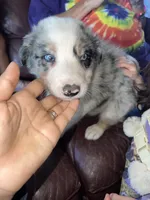The boulder, a male Border Collie for sale in Chula Vista, CA – Photo 2 of 10