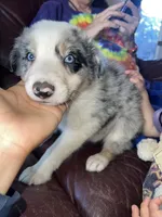 The boulder, a male Border Collie for sale in Chula Vista, CA – Photo 4 of 10