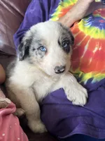 The boulder, a male Border Collie for sale in Chula Vista, CA – Photo 5 of 10