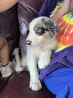 The boulder, a male Border Collie for sale in Chula Vista, CA – Photo 9 of 10