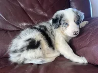 The boulder, a male Border Collie for sale in Chula Vista, CA – Photo 3 of 10