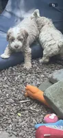 Cockapoo, a female Cocker Spaniel and Poodle - Miniature  for sale in Albion, NY – 7 of 10