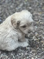 Cockapoo, a male Cocker Spaniel and Poodle - Miniature  for sale in Albion, NY – 5 of 10