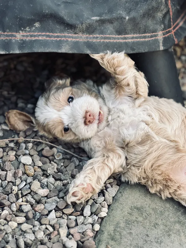 Cockapoo – Cocker Spaniel, Poodle - Miniature  puppy for sale in Albion, NY