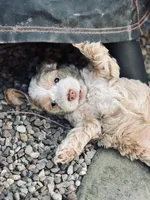 Cockapoo, a male Cocker Spaniel and Poodle - Miniature  for sale in Albion, NY – 1 of 10