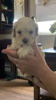 Cockapoo, a female Cocker Spaniel and Poodle - Miniature  for sale in Albion, NY – 7 of 8