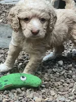 Cockapoo, a female Cocker Spaniel and Poodle - Miniature  for sale in Albion, NY – 3 of 6